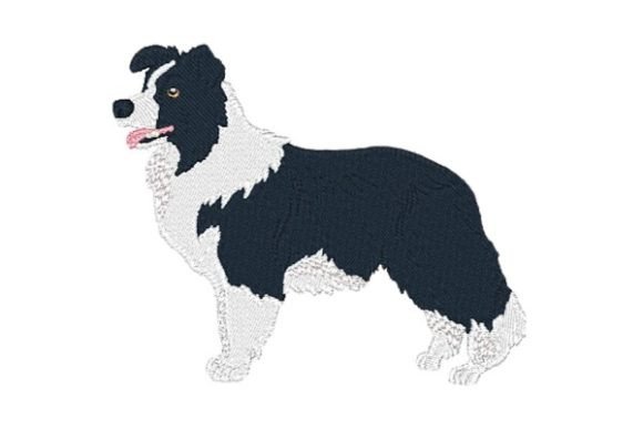 Border Collie-0410